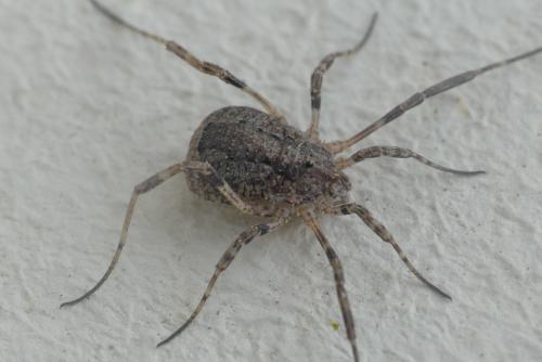 Odiellus spinosus